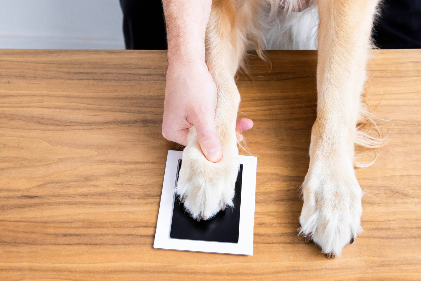 Pawprint Clean-Touch Ink Pad